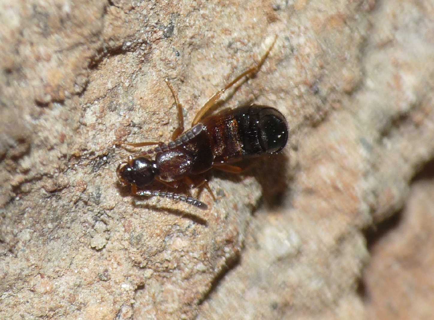 Piccolo Staphilinidae: Drusilla cfr. canaliculata